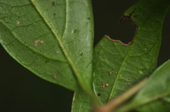 Viburnum integrifolium
