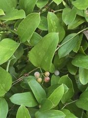 Smilax auriculata