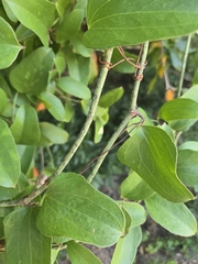 Smilax auriculata, photograph author not stated, no rights reserved