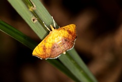 Hyalobathra micralis