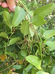 Smilax auriculata, photograph author not stated, no rights reserved