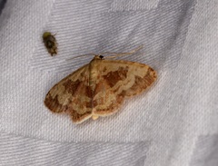 Idaea vacillata