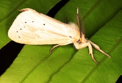 Laelia anamesa