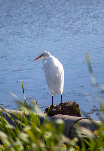 Great Egret