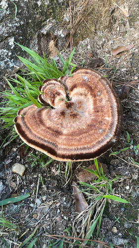 White Chicken Mushroom