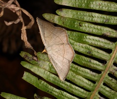 Plesiomorpha flaviceps