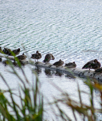 Green-winged Teal
