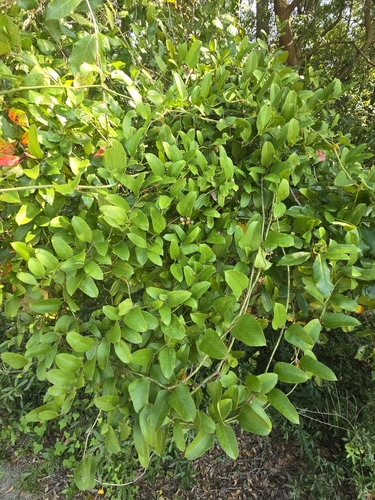 Smilax auriculata, photograph 4