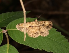 Psilalcis galsworthyi