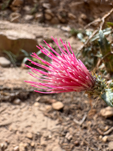 Cirsium arizonicum, photograph 5