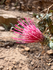 Cirsium arizonicum, photograph (c) Parker James Lloyd, some rights reserved (CC BY)