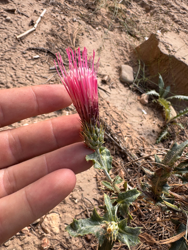 Cirsium arizonicum, photograph 6