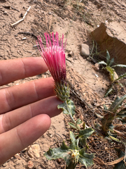Cirsium arizonicum, photograph (c) Parker James Lloyd, some rights reserved (CC BY)