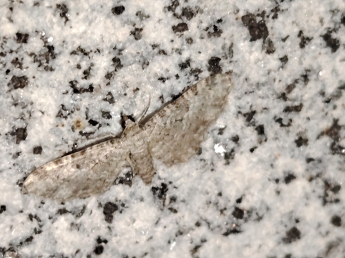 Eupithecia semigraphata