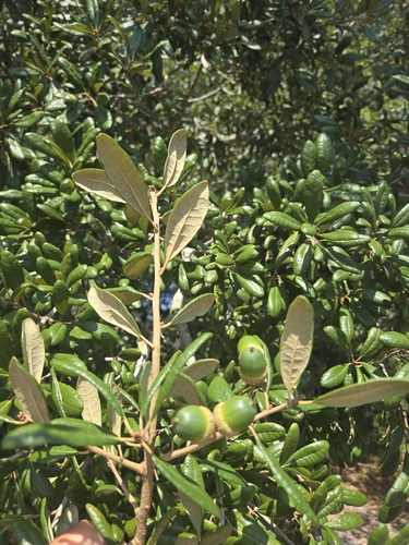 Quercus geminata
