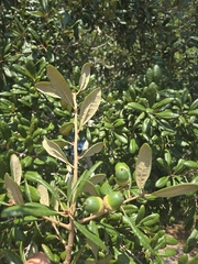 Quercus geminata
