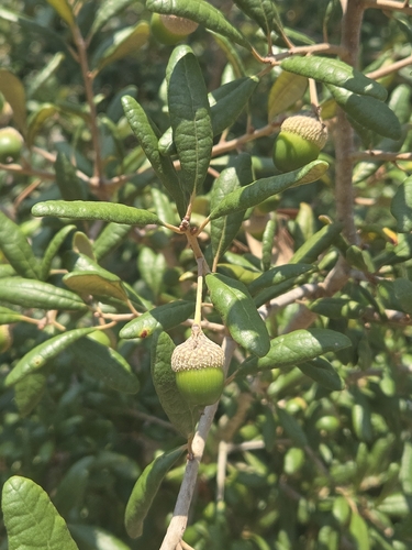Quercus geminata, photograph 2