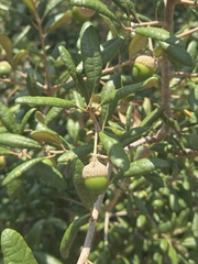 Quercus geminata, photograph author not stated, no rights reserved