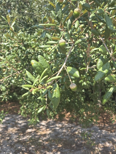 Quercus geminata, photograph 3