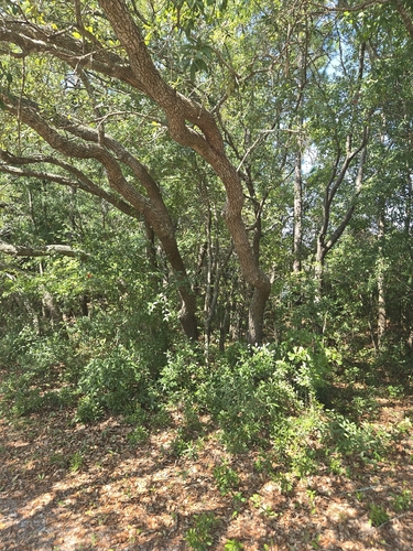 Quercus geminata, photograph 4
