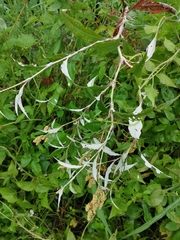 Persicaria lapathifolia lanata