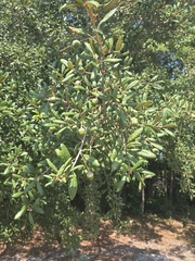 Quercus geminata, photograph author not stated, no rights reserved