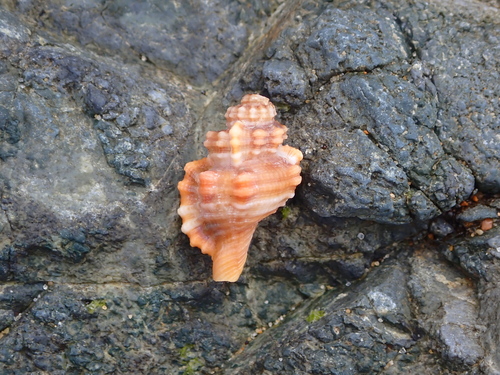 Monoplex exaratus observed 2026-09-08