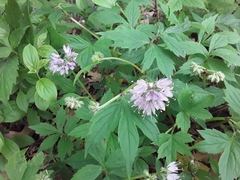 Hydrophyllum virginianum