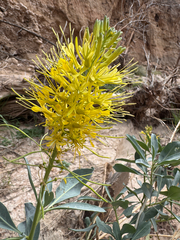 Stanleya pinnata