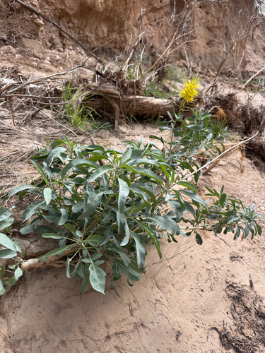 Stanleya pinnata, photograph 2