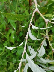 Persicaria lapathifolia lanata
