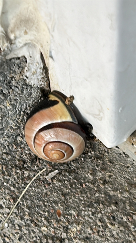 Brown-lipped Snail