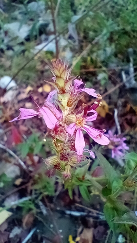 purple loosestrife