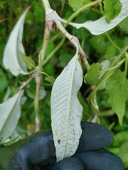 Persicaria lapathifolia lanata