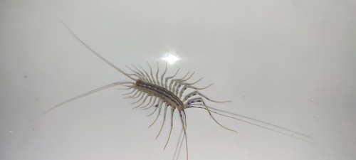 House Centipede