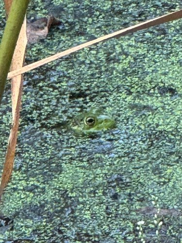American Bullfrog