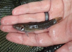 Etheostoma crossopterum