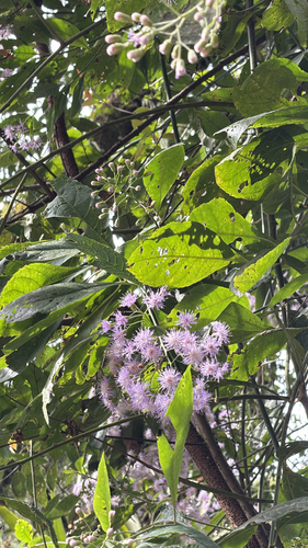 Quechualia fulta