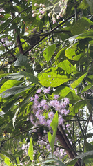 Quechualia fulta