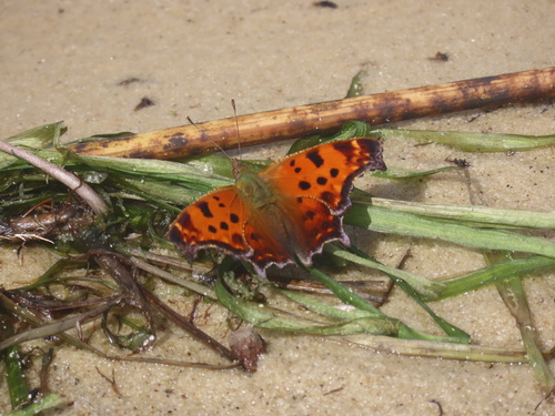 Eastern Comma
