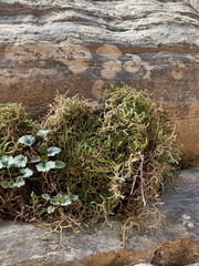 Selaginella mutica, photograph (c) Parker James Lloyd, some rights reserved (CC BY)