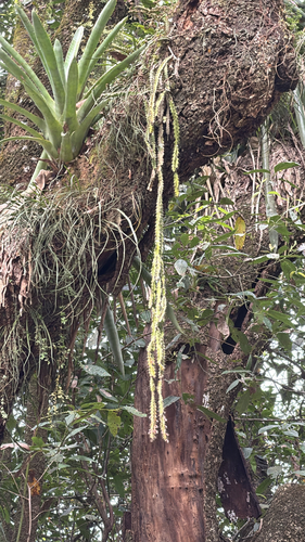 Pfeiffera ianthothele, photograph 1
