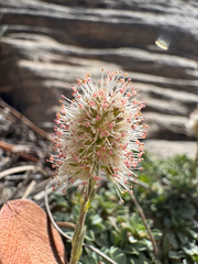 Petrophytum caespitosum