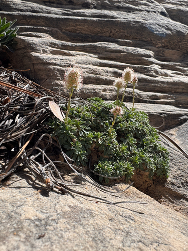 Petrophytum caespitosum, photograph 2