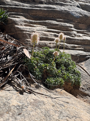 (c) Parker James Lloyd, some rights reserved (CC BY) Petrophytum caespitosum, photograph (c) Parker James Lloyd, some rights reserved (CC BY)