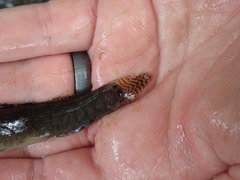 Etheostoma crossopterum