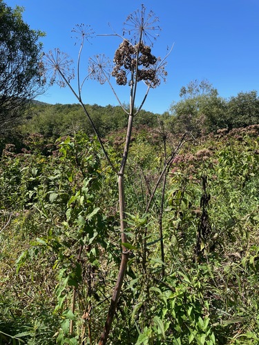 Angelica atropurpurea