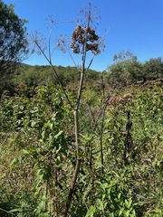 Angelica atropurpurea