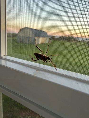 Western Conifer Seed Bug