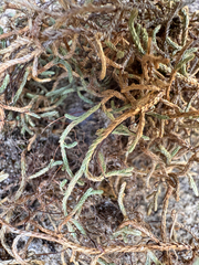Selaginella mutica, photograph (c) Parker James Lloyd, some rights reserved (CC BY)